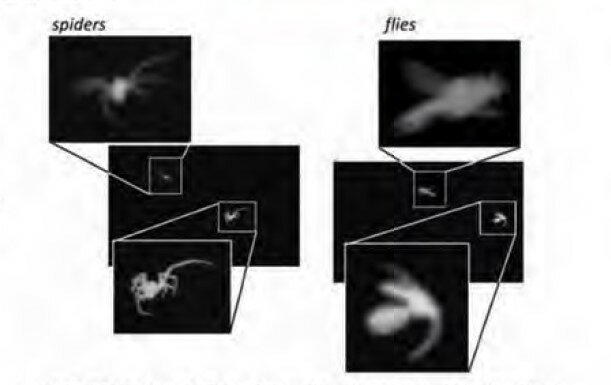 Padají trakaře, pavouci a hmyz? Identifikace nehydrometeorů pomocí algoritmů pro rozpoznávání obrázu.